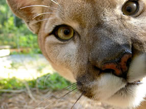 Busch Wildlife Sanctuary, FL