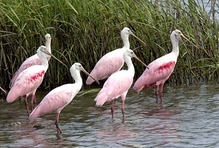 Cedar Keys, FL. National Wildlife Refuge