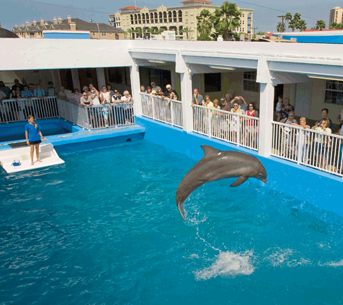 Clearwater Marine Aquarium, Clearwater Beach, FL