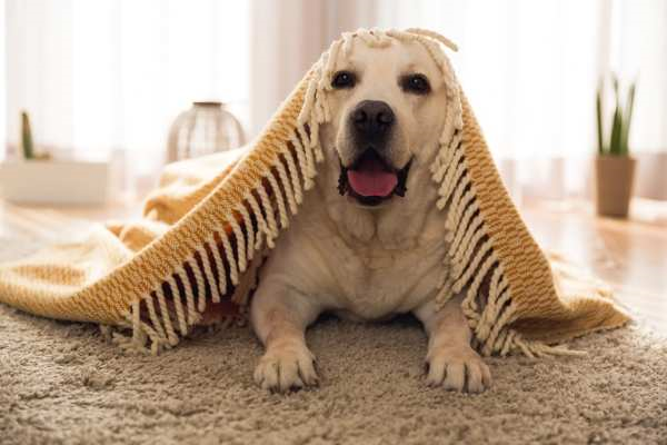 Picture of dog peaking out from under rug