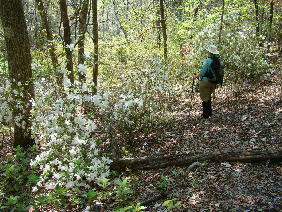 Florida's State Forest Trail Walker Program, FL