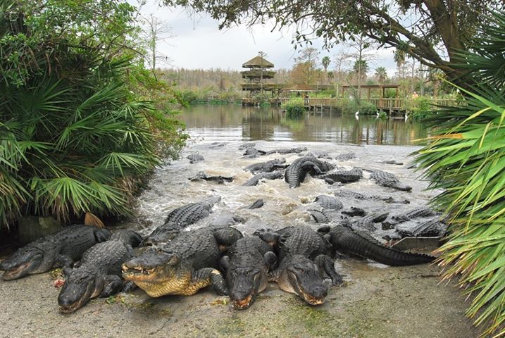 Gatorland, Orlando, FL
