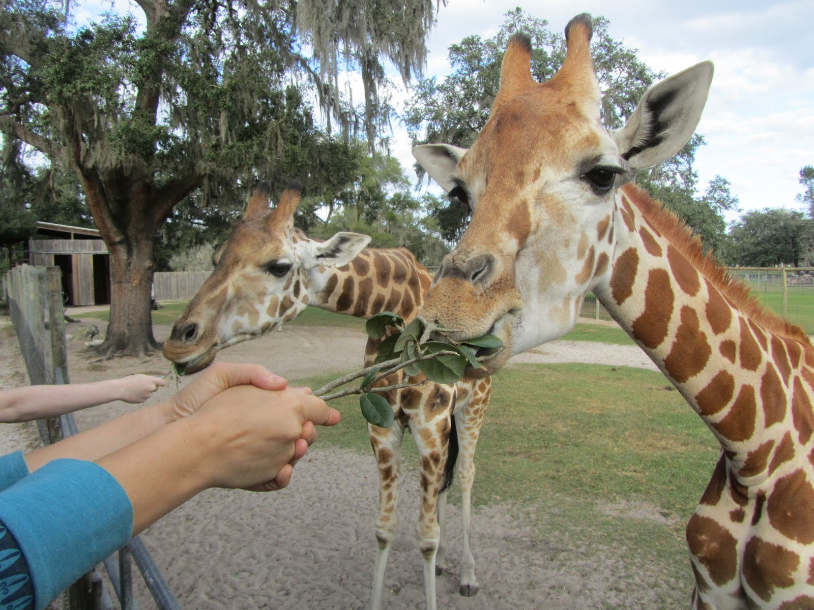 Giraffe Ranch, Dade City, FL