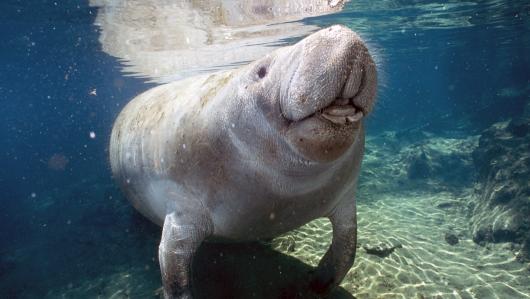 Homosassa Springs Wildlife State Park