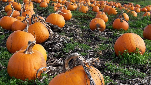 Hydro Harvest Farms, FL