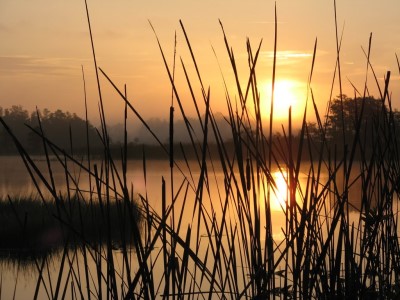 Jones Hungryland, Fl
