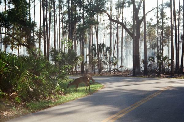 Lake Kissimmee State Park, FL