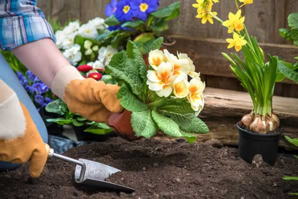 Hands planing flowers