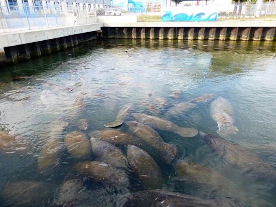 Manatee Lagoon, West Palm Beach, Fl 