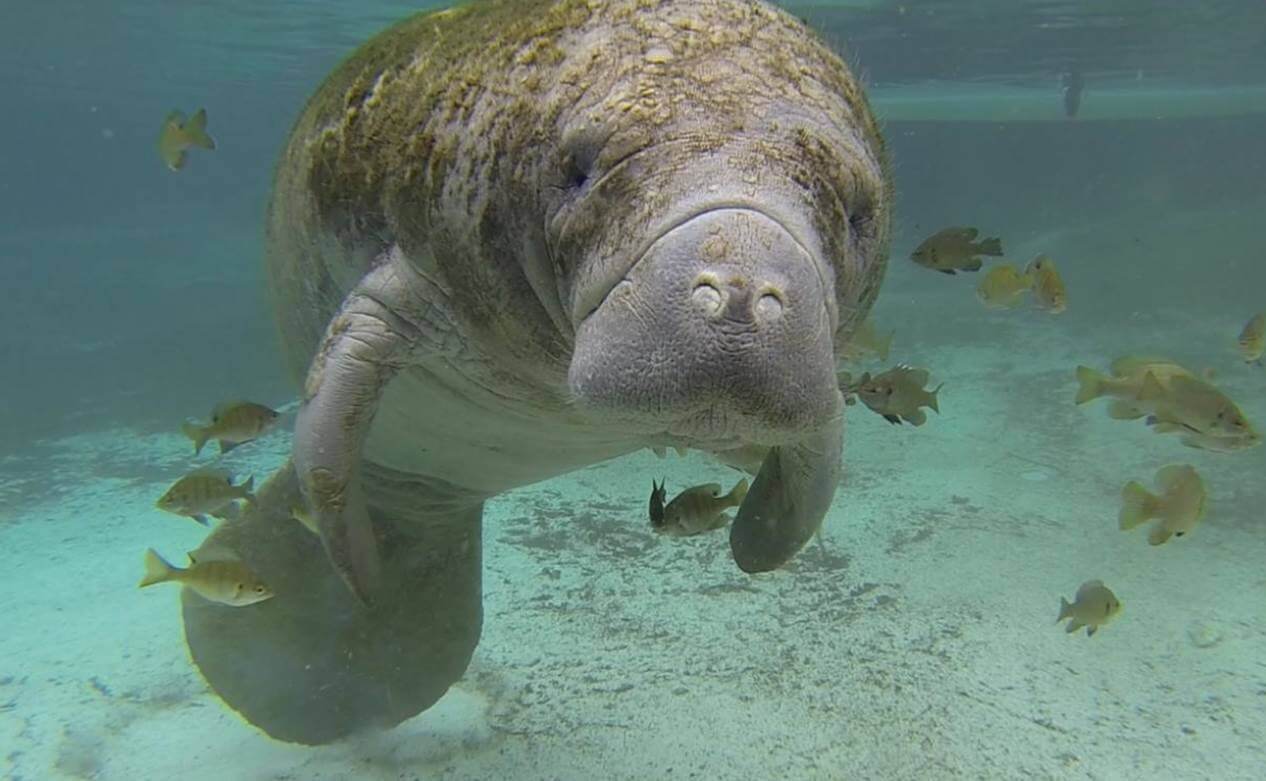 A Manatee.  South Florida Museum