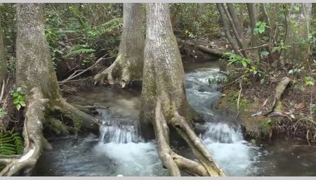 Mike Roess Gold Head Branch State Park, FL