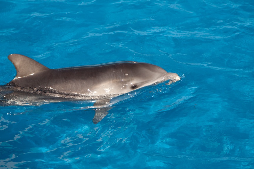 Dolphin at Mote Marine Lab, Sarasota, FL