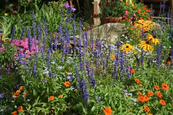Perennial flowers in garden
