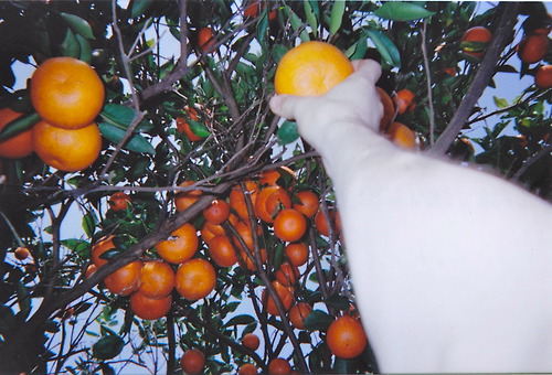 Orange orchard