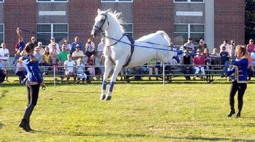 Royal Lipizzan Stallions