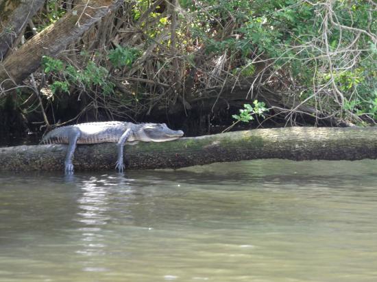 Sebastian Inlet State Park, FL