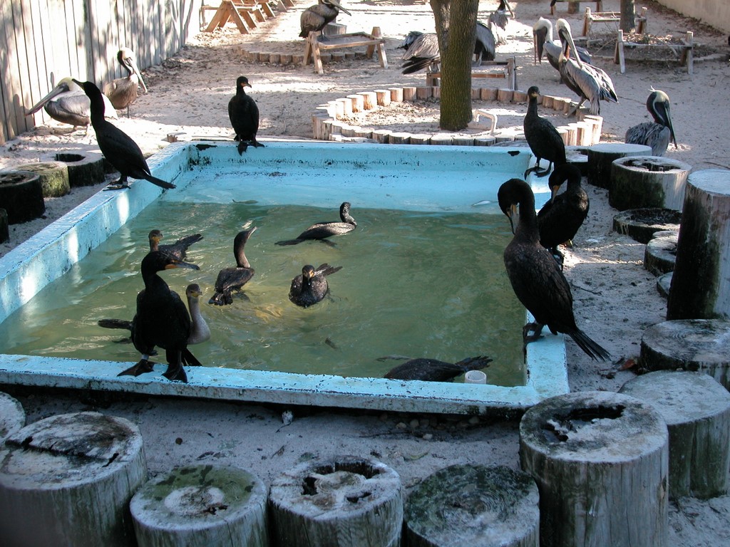 Suncoast Seabird Sanctuary