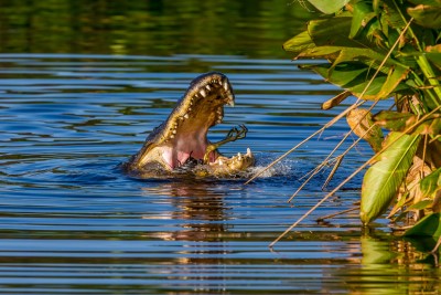 Wakodahatchee Wetlands, FL