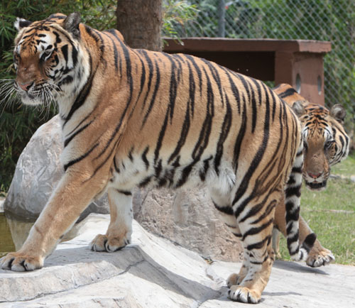 Big Cat Habitat, Sarasota, FL