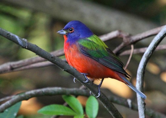 Felts Audubon Preserve, Palmetto, FL