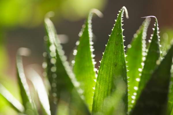Picture of aloe plant